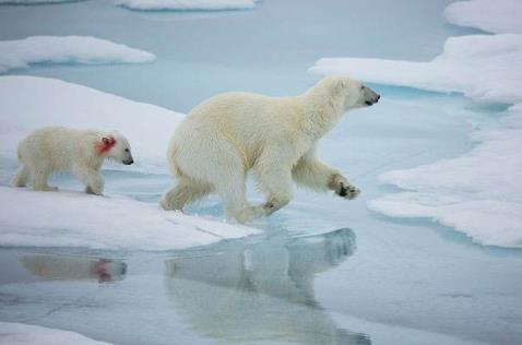 瑞士人为冰川送葬是怎么回事 冰川消失原因及危害有哪些 瑞士人为冰川送葬是怎么回事 冰川消失原因及危害有哪些