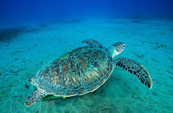 绿海龟以污水为食什么情况 绿海龟以污水为食真实画面曝光
