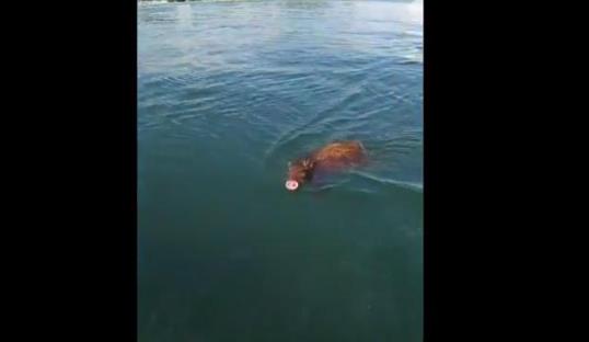 野猪海里游泳被拍 事件详细经过图曝光网友纷纷点赞 野猪海里游泳被拍 事件详细经过图曝光网友纷纷点赞