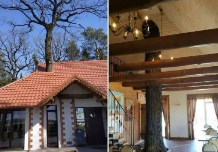 在家里弄一个这样的假木头都得几千块，这种真的，应该更贵吧