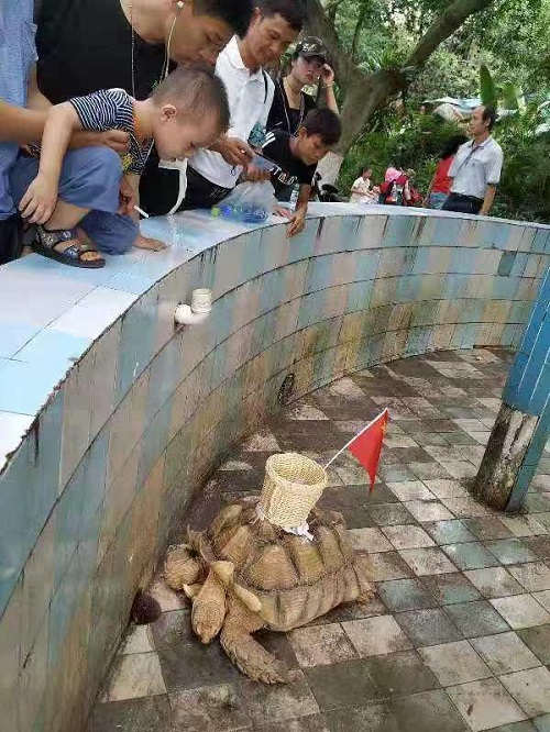 龟背上粘筐收钱什么情况 事件始末详情及后续介绍