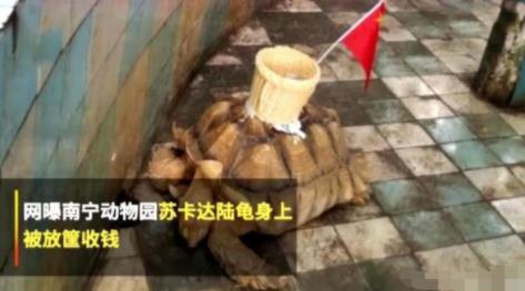 龟背上粘筐收钱什么情况 事件始末详情及后续介绍