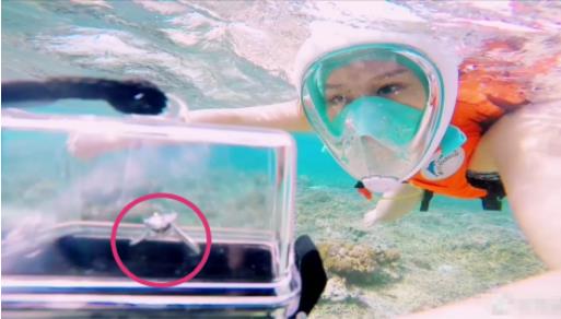 魏晨女友潜水被求婚 相爱多年修成正果 