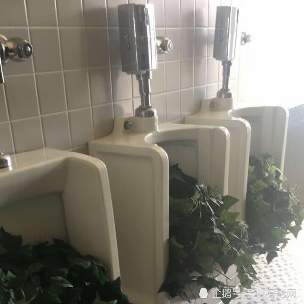 卫生间反人类设计如厕似直播 细数那些反人类设计卫生间 卫生间反人类设计如厕似直播 细数那些反人类设计卫生间