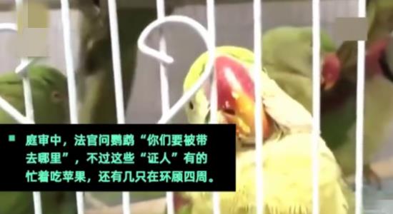 鹦鹉上法庭当证人怎么回事 鹦鹉说了些什么能否当证词 鹦鹉上法庭当证人怎么回事 鹦鹉说了些什么能否当证词