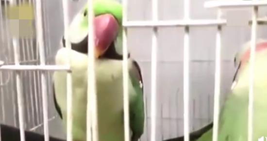 鹦鹉上法庭当证人怎么回事 鹦鹉说了些什么能否当证词 鹦鹉上法庭当证人怎么回事 鹦鹉说了些什么能否当证词