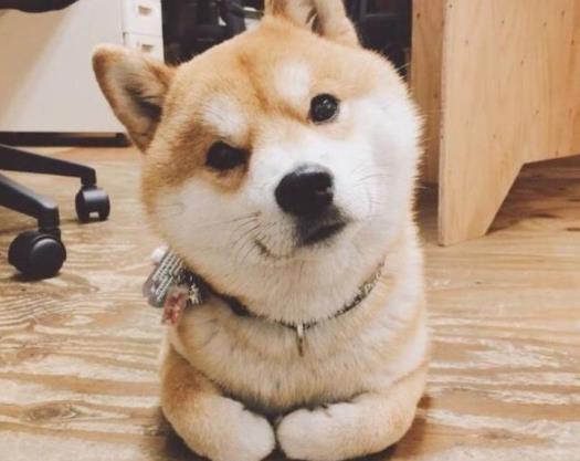 首尔全面禁止屠狗是怎么回事 禁止屠狗背后的原因究竟是什么 首尔全面禁止屠狗是怎么回事 禁止屠狗背后的原因究竟是什么