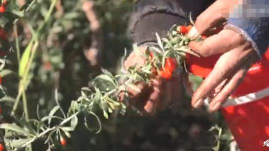 沙漠摘枸杞日薪一千 高价日薪背后的原因竟是这样