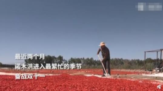 沙漠摘枸杞日薪一千 高价日薪背后的原因竟是这样