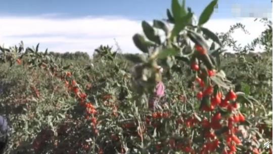 沙漠摘枸杞日薪一千 高价日薪背后的原因竟是这样