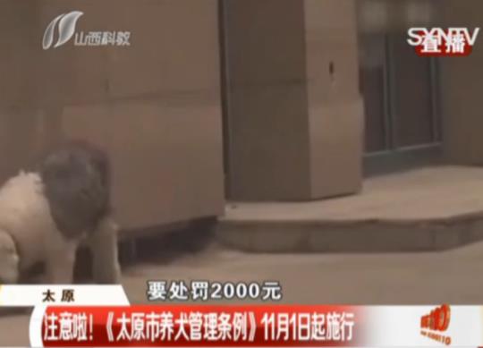 太原最严养狗令正式实施 最严养狗令到底有多严? 太原最严养狗令正式实施 最严养狗令到底有多严?