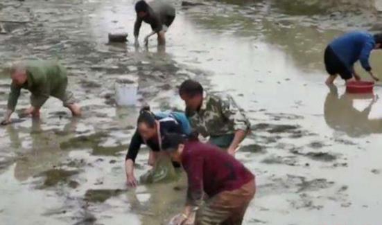 大学生养虾被哄抢是怎么回事 现场画面曝光引众怒