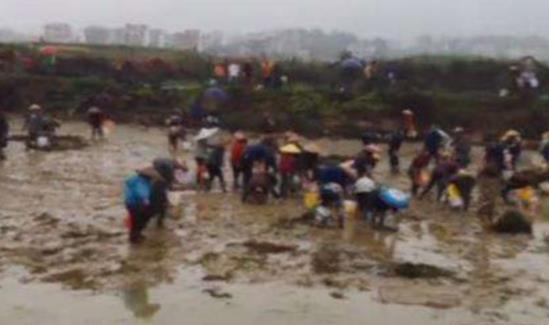 大学生养虾被哄抢是怎么回事 现场画面曝光引众怒