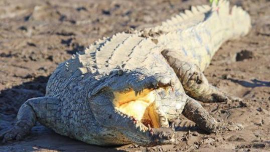 11岁女孩斗鳄鱼怎么回事 现场画面惊险但很感人
