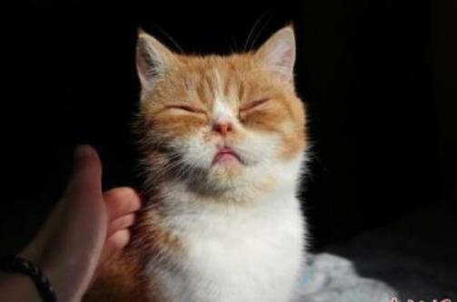 被猫咪抓伤险丧命什么情况 事情详情介绍竟是因为这个 被猫咪抓伤险丧命什么情况 事情详情介绍竟是因为这个