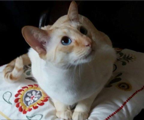 被猫咪抓伤险丧命什么情况 事情详情介绍竟是因为这个 被猫咪抓伤险丧命什么情况 事情详情介绍竟是因为这个