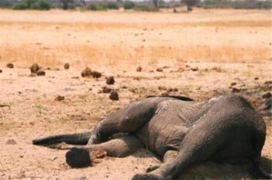 大象死于致命干旱怎么回事  事件背后原因令人心寒