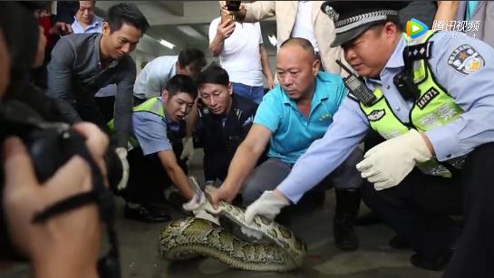 40斤巨蟒藏身10年什么情况 现场画面曝光令人毛骨悚然 40斤巨蟒藏身10年什么情况 现场画面曝光令人毛骨悚然