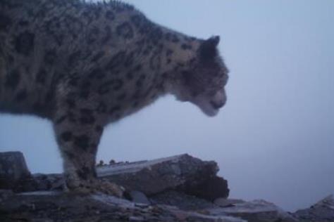 四姑娘山首次拍到野生雪豹 野生雪豹清晰影像曝光