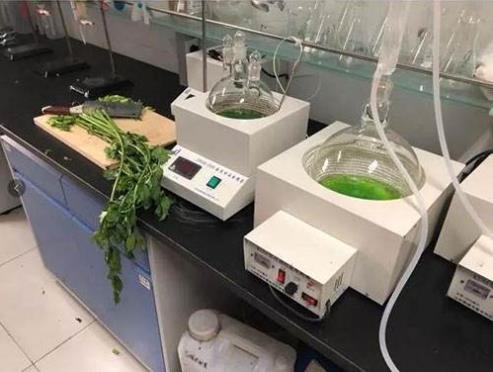 芹菜面膜问世了！大葱面膜正在研发你敢用吗