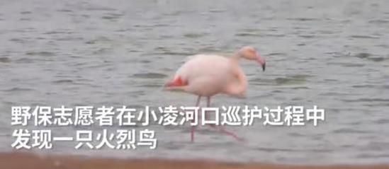 火烈鸟可能迷路了怎么回事 详情画面曝光网友惊呼太蠢萌了