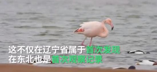 火烈鸟可能迷路了怎么回事 详情画面曝光网友惊呼太蠢萌了