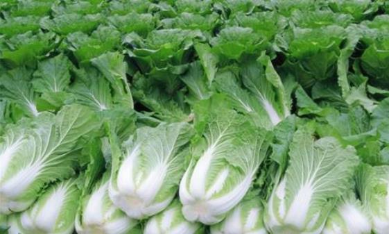大白菜价格现低谷怎么回事 大白菜今年为什么价格这么低 大白菜价格现低谷怎么回事 大白菜今年为什么价格这么低