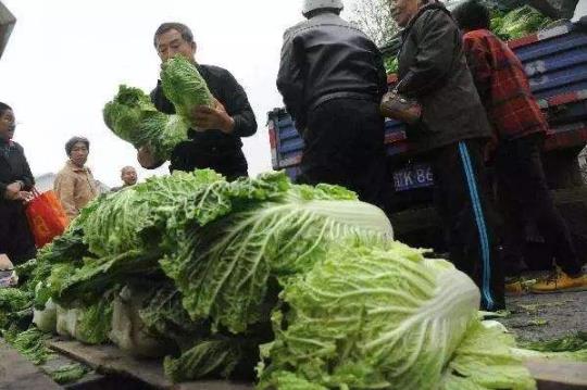 大白菜价格现低谷怎么回事 大白菜今年为什么价格这么低 大白菜价格现低谷怎么回事 大白菜今年为什么价格这么低