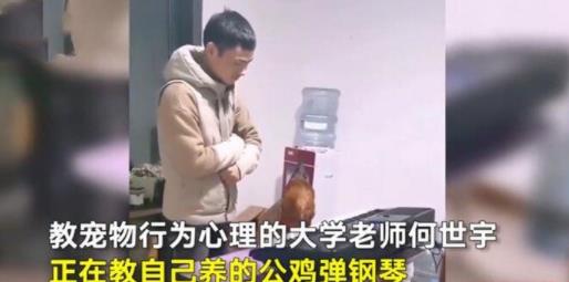 老师教公鸡弹钢琴怎么回事 现场真实画面曝光惊呆众人