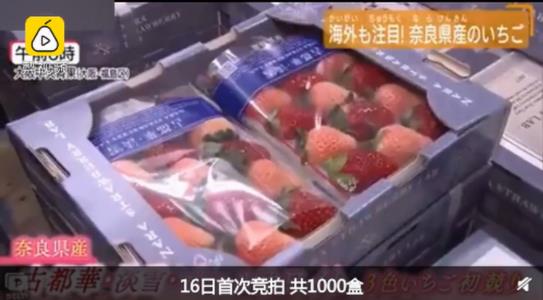 日本一颗草莓900元什么情况 天价柿子的后续篇？