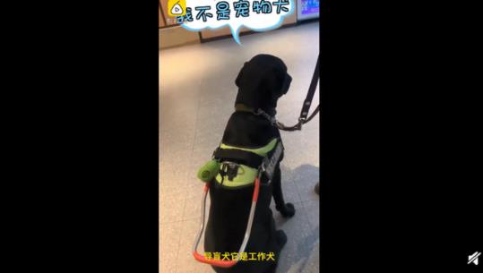 导盲犬进海底捞被拒 导盲犬到底能否进入公共场合 导盲犬进海底捞被拒 导盲犬到底能否进入公共场合