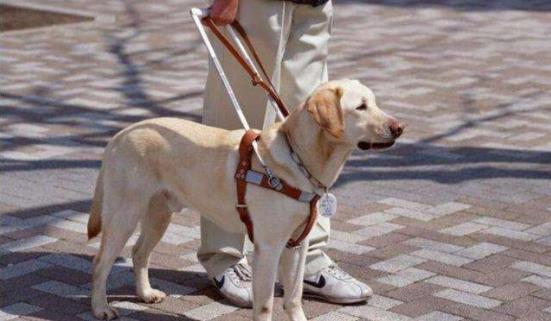 导盲犬进海底捞被拒 导盲犬到底能否进入公共场合 导盲犬进海底捞被拒 导盲犬到底能否进入公共场合