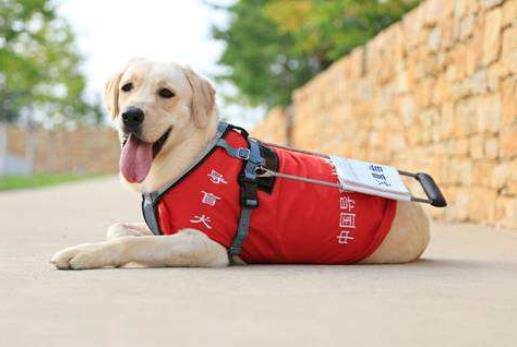 导盲犬进海底捞被拒 导盲犬到底能否进入公共场合 导盲犬进海底捞被拒 导盲犬到底能否进入公共场合