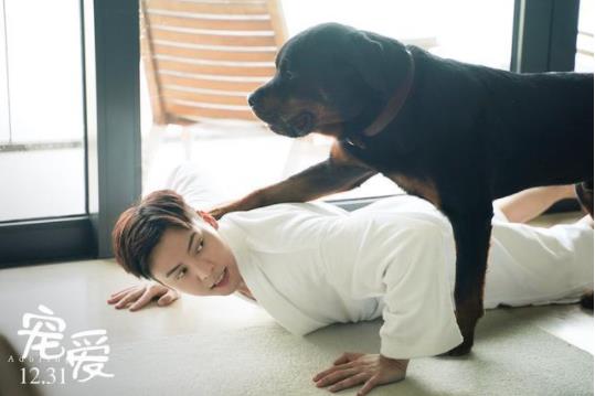 宠爱豪七是什么品种 豪七为什么会突然去世 宠爱豪七是什么品种 豪七为什么会突然去世