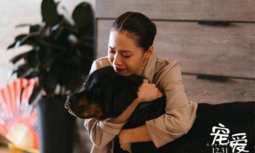 宠爱豪七是什么品种 豪七为什么会突然去世 宠爱豪七是什么品种 豪七为什么会突然去世