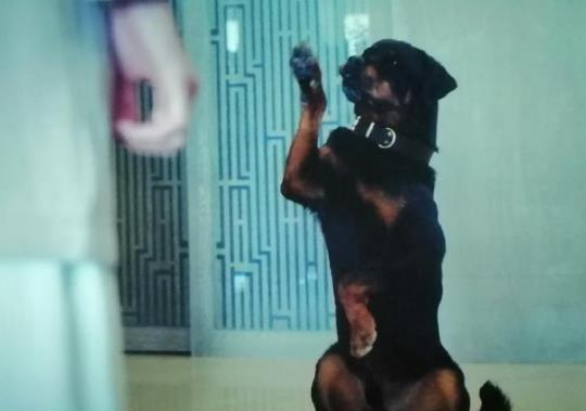 宠爱豪七是什么品种 豪七为什么会突然去世 宠爱豪七是什么品种 豪七为什么会突然去世