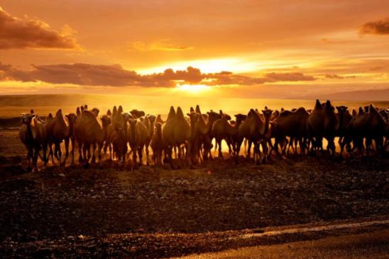 澳杀5000头骆驼是真的吗 为什么要射杀5000头骆驼