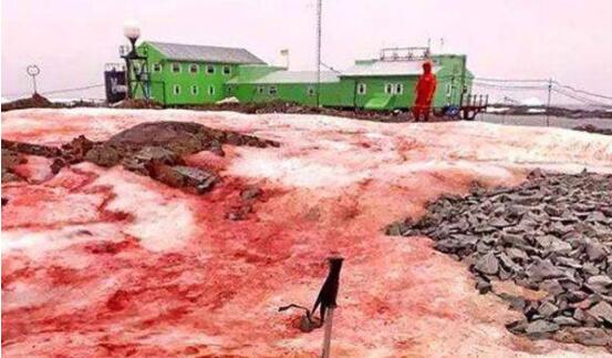 南极出现血雪是真的吗 血雪奇观是怎么引起的有什么危害