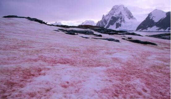 南极出现血雪是真的吗 血雪奇观是怎么引起的有什么危害