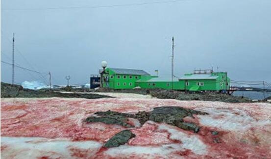 南极出现血雪是真的吗 血雪奇观是怎么引起的有什么危害