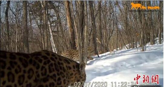 吉林东北虎豹影像曝光 它们正自由地生存繁衍