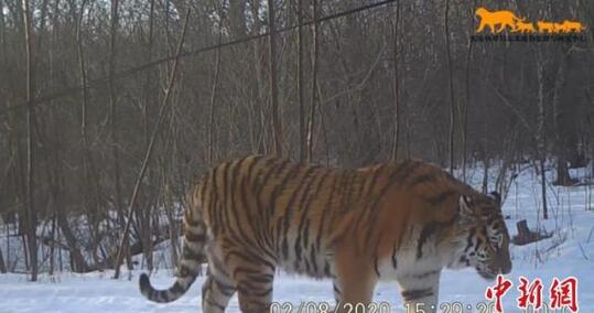 吉林东北虎豹影像曝光 它们正自由地生存繁衍