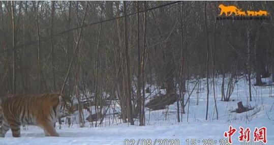 吉林东北虎豹影像曝光 它们正自由地生存繁衍