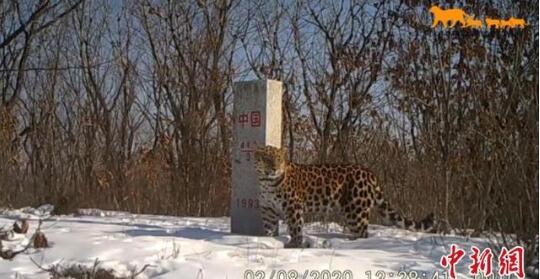 吉林东北虎豹影像曝光 它们正自由地生存繁衍