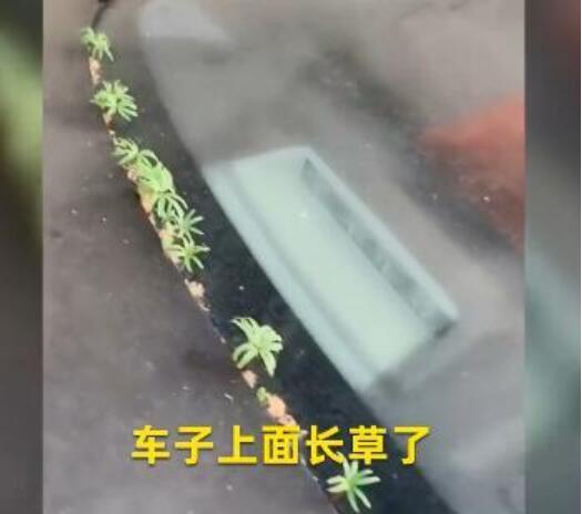 武汉市民发现汽车长草了 现场画面曝光引众笑