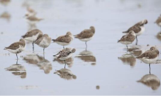 广东湛江发现34只极度濒危勺嘴鹬 世界上勺嘴鹬数量远少于熊猫