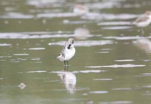 广东湛江发现34只极度濒危勺嘴鹬 世界上勺嘴鹬数量远少于熊猫