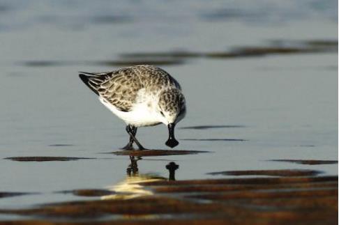 广东湛江发现34只极度濒危勺嘴鹬 世界上勺嘴鹬数量远少于熊猫