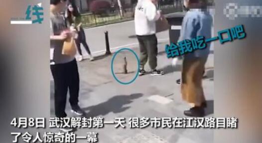 武汉解封首日黄鼠狼上街讨饭 狗为伴侣动物拟禁食