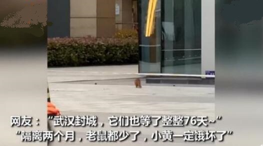 武汉解封首日黄鼠狼上街讨饭 狗为伴侣动物拟禁食